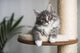 Best Saller Of Wall Cat Tree